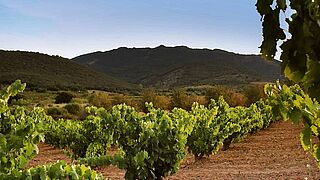 Vinmarker i Carinena