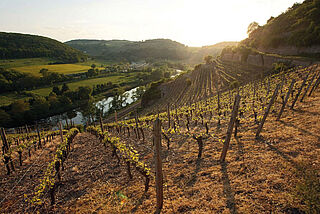 Nahe vinregion Vinregionen Nahe, vinmark i efterårsstemning