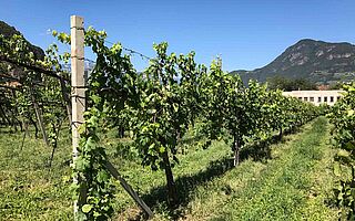 Nusserhof – Heinrich Mayr Weinfeld, Weinberge