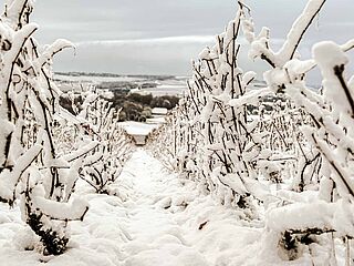 Piollot Champagne im Winter