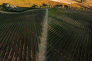 Weinfelder Altesino bei Sonnenschein