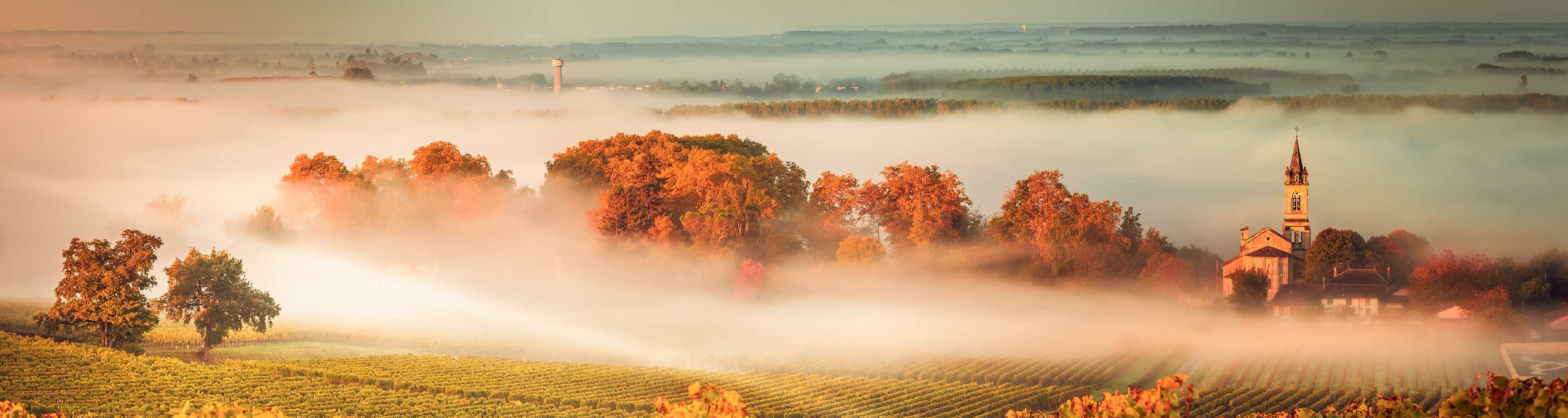 Weinfeld bei Sonnenaufgang, Bordeaux