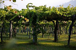 Reben in Rueda Reben in Rueda