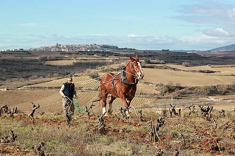 Pferd und Winzer auf dem Weinfeld Artadi