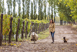 Laura Catena mit Schaf und Hund neben den Weinbergen