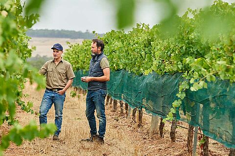 Winzer:in auf dem Weinfeld Swinney