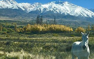 Berglandschaft des Weinguts Vaglio, mit Schimmel im Vordergrund
