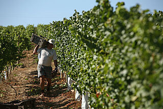 Arbeit im Weinberg von Mondavi / Eduardo Chadwick