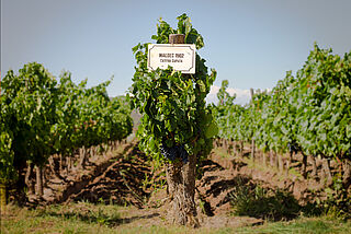 Weinberge des Weinguts Bodega Catena Zapata