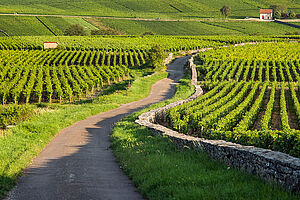 Domaine Benoit Ente