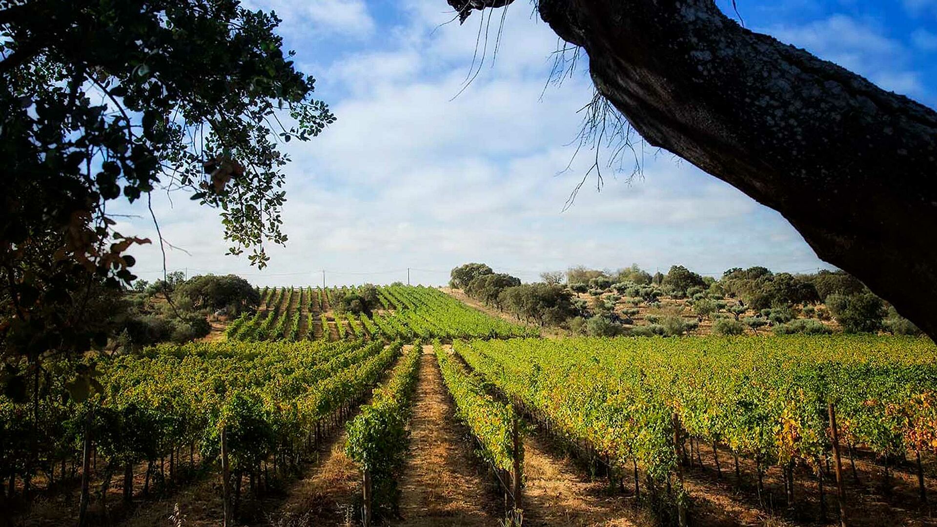 Weingut, Weinfeld Luis Duarte