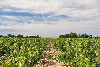 Weinfelder bei Clos Saint Jean