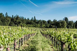 Weinfeld und Weinreben des Weinguts Dunn Vineyards bei Sonnenschein Weinfeld und Weinreben des Weinguts Dunn Vineyards bei Sonnenschein