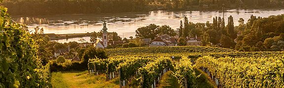 Weinlandschaft in Wien bei Sonnenaufgang