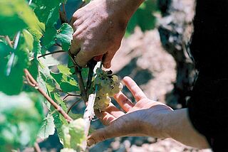 Cotes de Bourg-høsten Cotes de Bourg-høsten