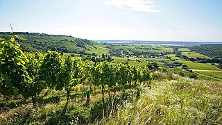 Vinmarker i det sydlige Burgenland Vinmarker i det sydlige Burgenland