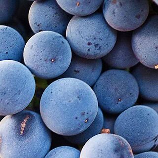 volle und runde Weine