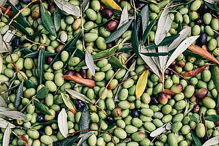 Oliven kort efter høsten