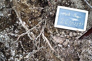 Boden und Wurzeln von Weinreben des Weinguts Suenen Boden und Wurzeln von Weinreben des Weinguts Suenen