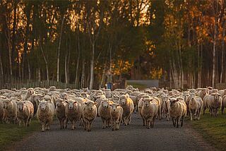 Får fra Dog Point Får fra Dog Point