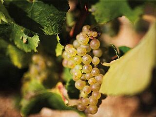 Frankrig, Chablis - Vingård, Druer Frankrig, Chablis - Vingård, Hvide druer