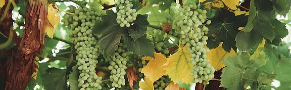 Chardonnay Reben