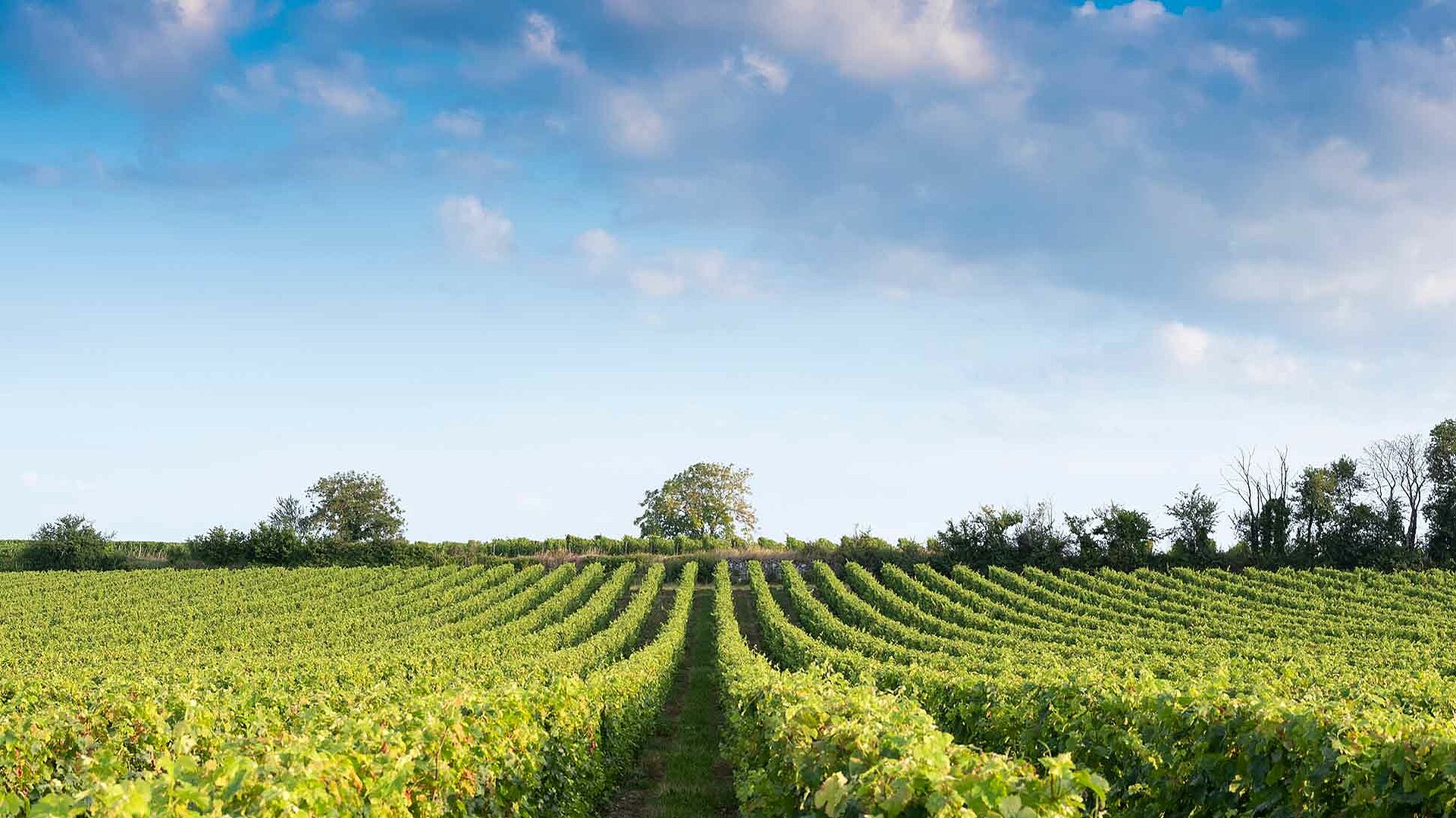 Weinregion Savennieres