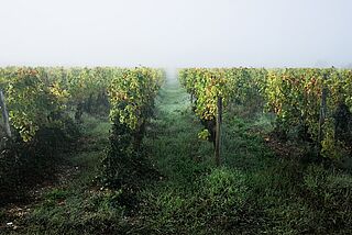 Vinmarken Lamothe-Despujols