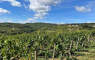 Ausblick über die Weinfelder