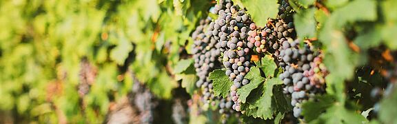 Rote Trauben im Weinberg