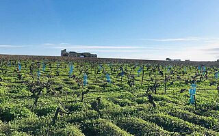 Weinfeld bei Muchada-Leclapart