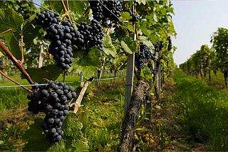 Weinfeld im Burgenland Weinfeld im Burgenland