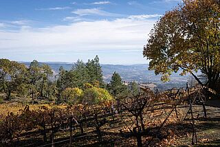 Philip Togni Vineyard