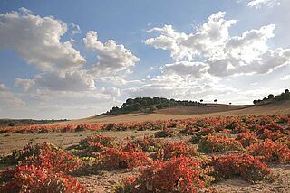 Weingut Eguren Weingut Eguren