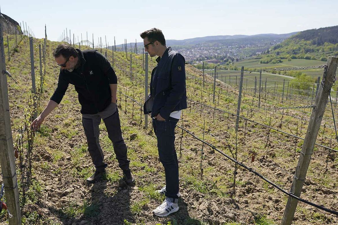 Elias bei der Begutachtung der Reben