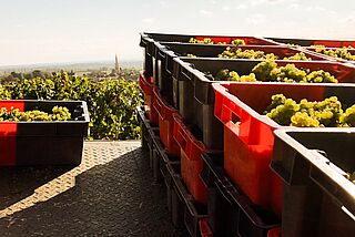 Trauben von Buisson-Charles