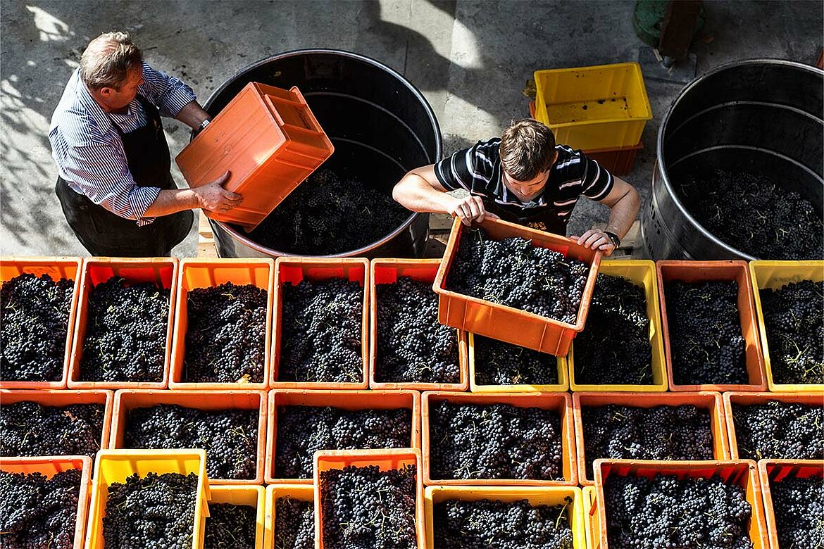 Pinot Noir ist tot? Lang lebe Pinot Noir!