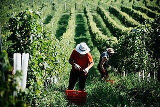 Weinberge von Tement