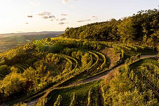 Weinberge von Jurtschitsch bei Sonnenuntergang