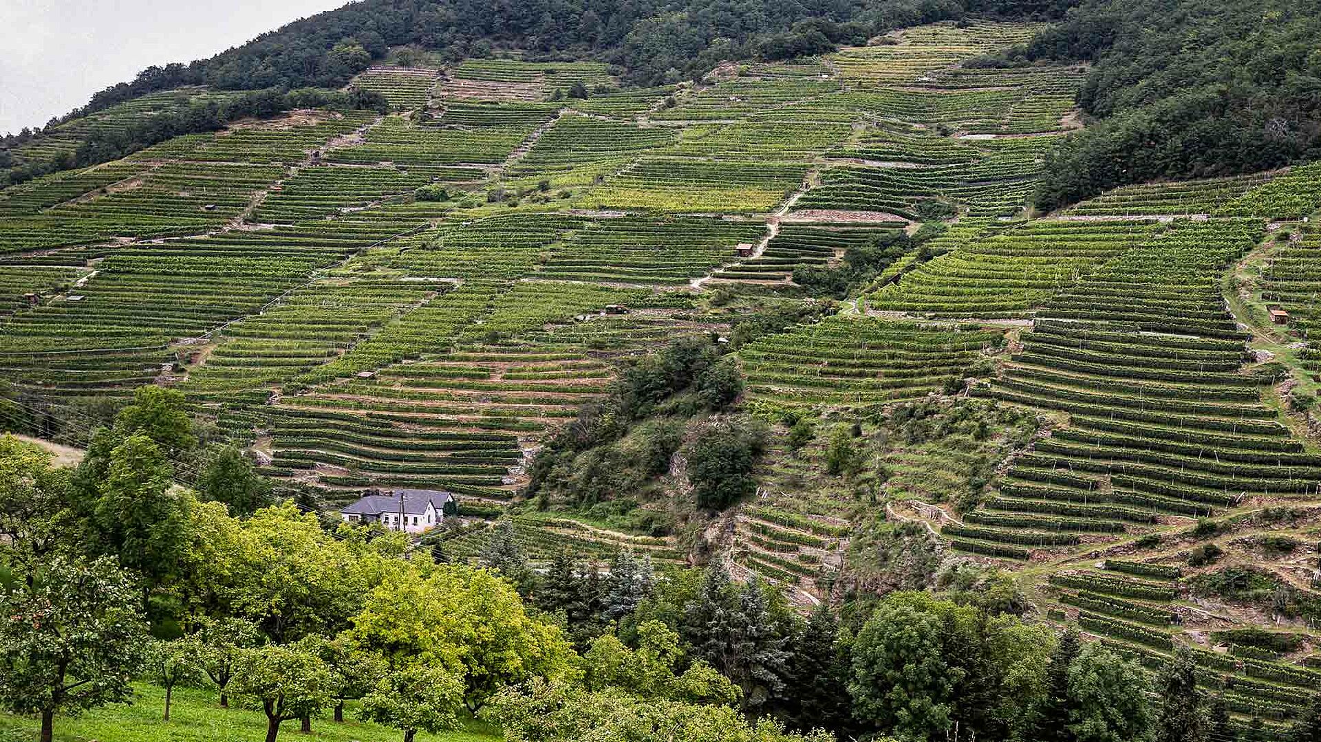 Weinberge Veyder Malberg