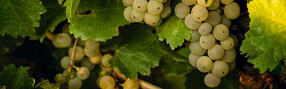 Semillon