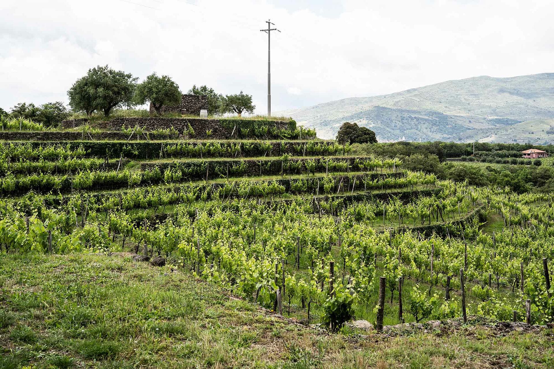 Weingut Tascante
