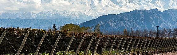 Weinberg Aconcagua Valley mit Gebirge im Hintergrund