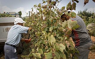Weinlese auf dem Weinfeld Can Rafols dels Caus