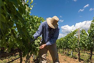 Weinberge vom Weingut Pian delle Vigne