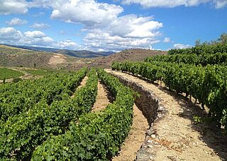 Weinfeld und Weinberge Rafael Palacios bei blauem Himmel