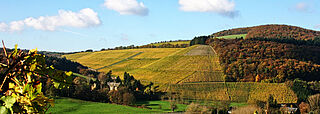 Weinberge im Herbst