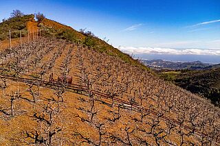 Weinreben auf einem Weinberg des Weinguts Bien de Altura Weinreben auf einem Weinberg des Weinguts Bien de Altura