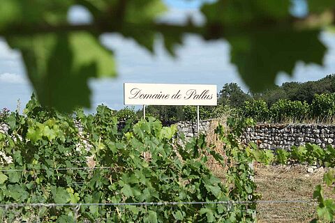 Domaine de Pallus Weinberg mit Schild