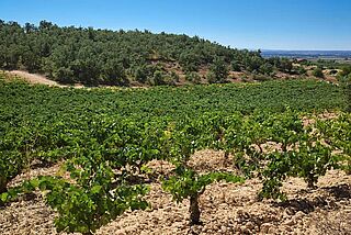 Weinfeld Dominio del Soto bei blauem Himmel